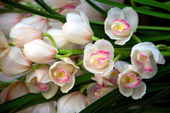 Картинка цветы орхидеи красота