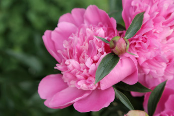 Картинка цветы пионы розовый