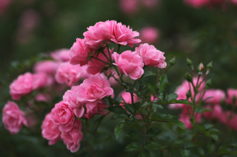 Картинка цветы розы розовый