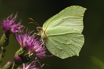 Картинка животные бабочки крылья