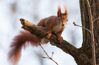Картинка животные белки хвост зверек