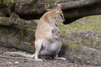 Картинка животные кенгуру детеныш сумка