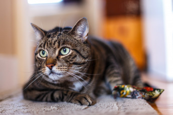 Картинка животные коты кот взгляд морда