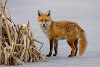 Картинка животные лисы снег лисичка трава