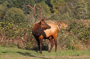 Картинка животные олени олень поляна лес рога