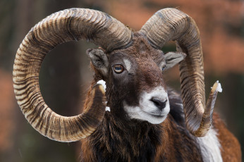 Картинка животные овцы +бараны рога