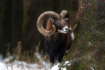 Картинка животные овцы +бараны рога