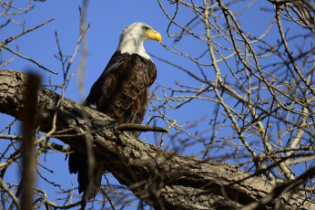 Картинка животные птицы+-+хищники орлан профиль небо ветки