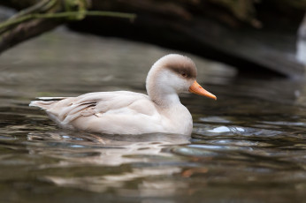 Картинка животные утки клюв вода