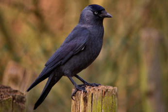 Картинка животные вороны +грачи +галки галка пенёк