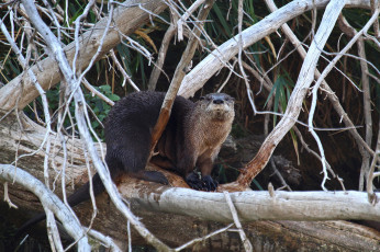Картинка животные выдры +каланы +ондатры заросли река выдра