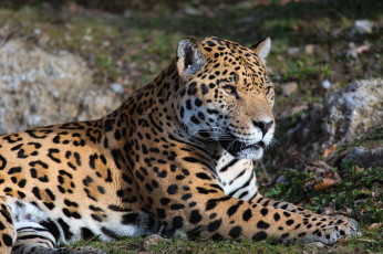 Картинка животные Ягуары хищник