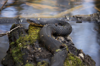 Картинка животные змеи +питоны +кобры макро мох змея