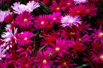 Картинка цветы аизовые много