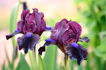 Картинка цветы ирисы лиловый