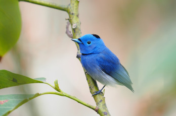 Картинка животные птицы птичка шапочка