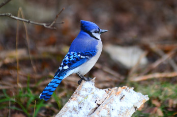 Картинка животные сойки синий