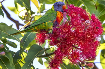 Картинка животные попугаи красивый