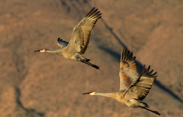 Картинка животные журавли полет крылья