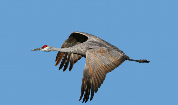 Картинка животные журавли полет журавль небо