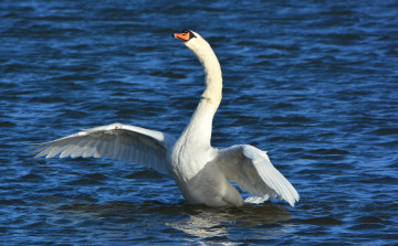 Картинка животные лебеди крылья