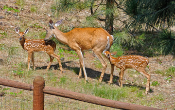 Картинка животные олени пятнистые вольер