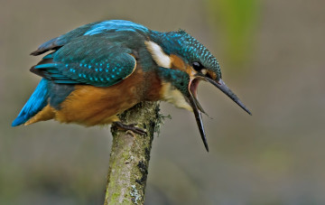 Картинка животные зимородки сучок рыболов