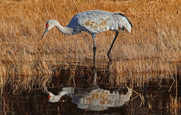 Картинка животные журавли журавль водоём