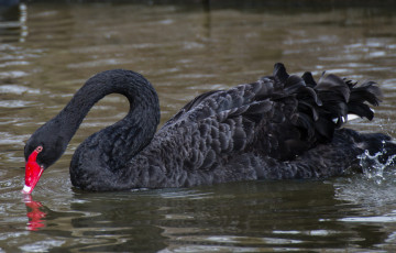 Картинка животные лебеди лебедь черный водоём