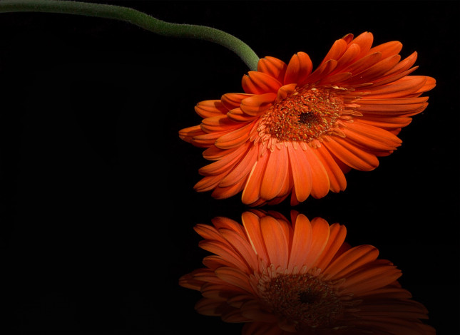 Обои картинки фото цветы, герберы, отражение