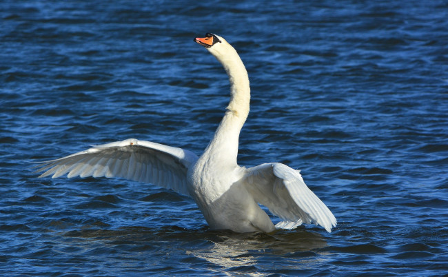 Обои картинки фото животные, лебеди, крылья