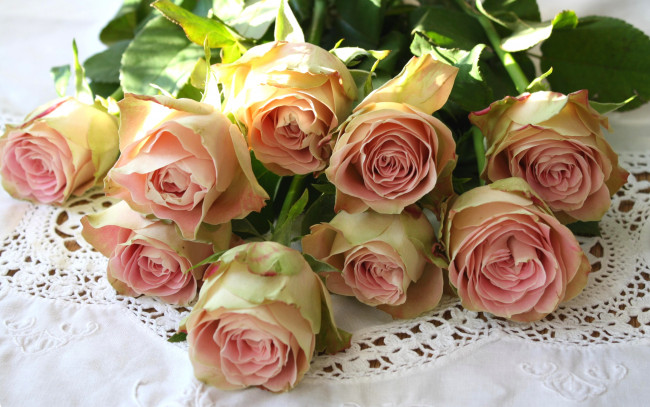 Обои картинки фото цветы, розы, кремовый