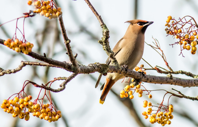 Обои картинки фото животные, свиристели, ягоды