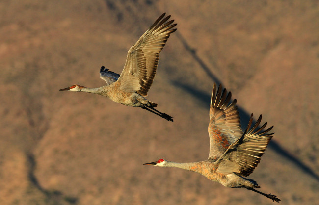 Обои картинки фото животные, журавли, полет, крылья