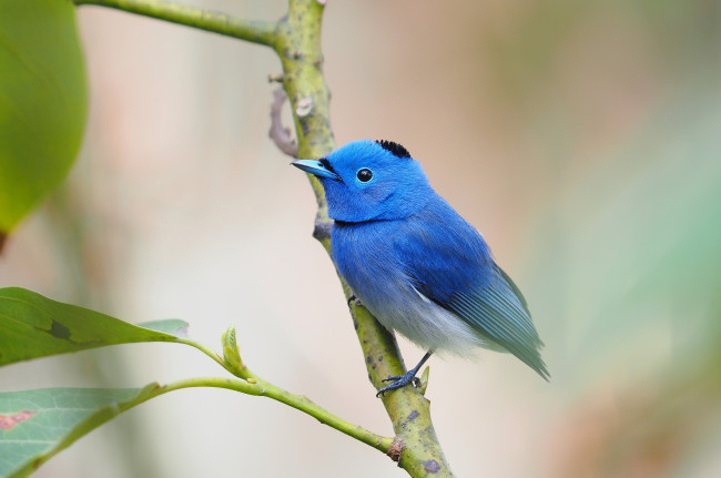 Обои картинки фото животные, птицы, птичка, шапочка