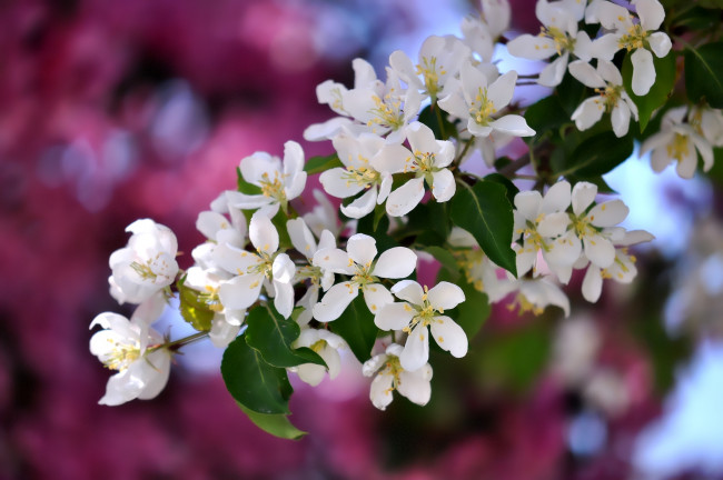 Обои картинки фото цветы, цветущие деревья ,  кустарники, весна