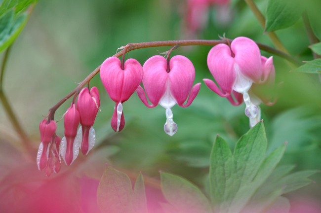 Обои картинки фото цветы, дицентра , разбитое сердце, сердечки