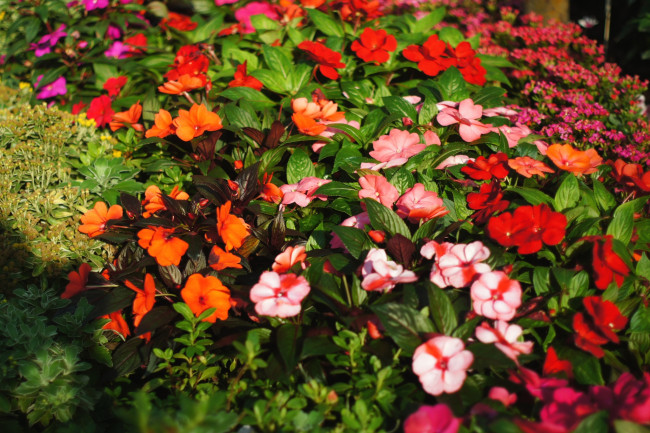 Обои картинки фото цветы, бальзамины, много