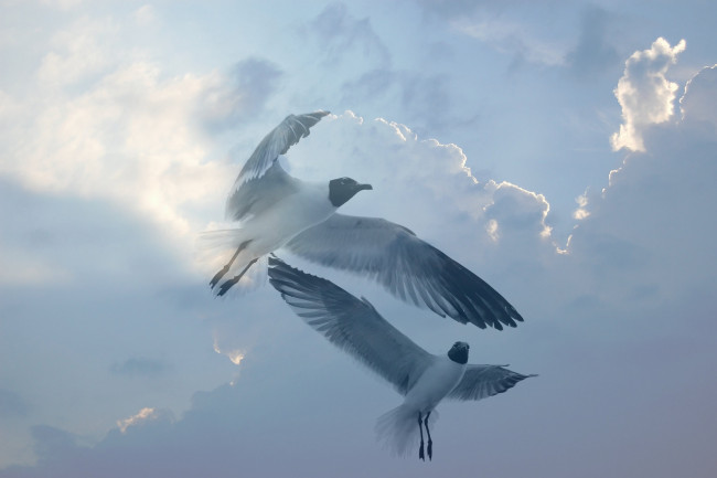 Обои картинки фото животные, Чайки,  бакланы,  крачки, полет