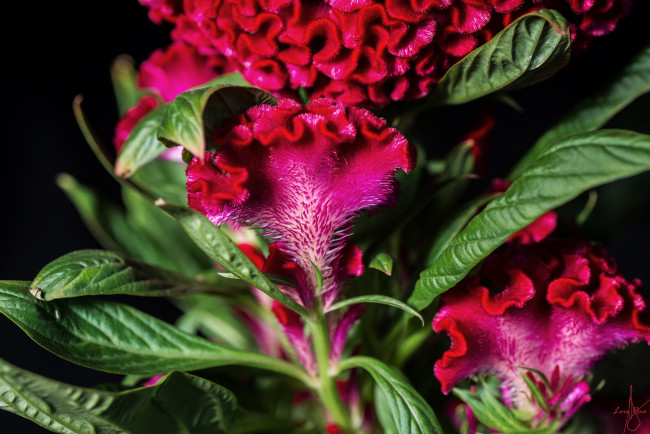 Обои картинки фото цветы, амаранты, гребешки