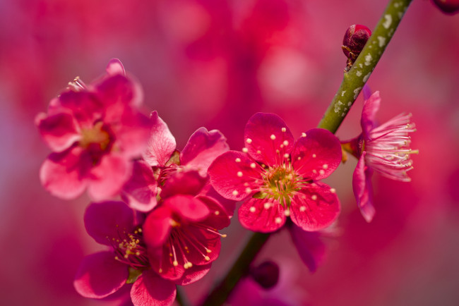 Обои картинки фото цветы, цветущие деревья ,  кустарники, весна