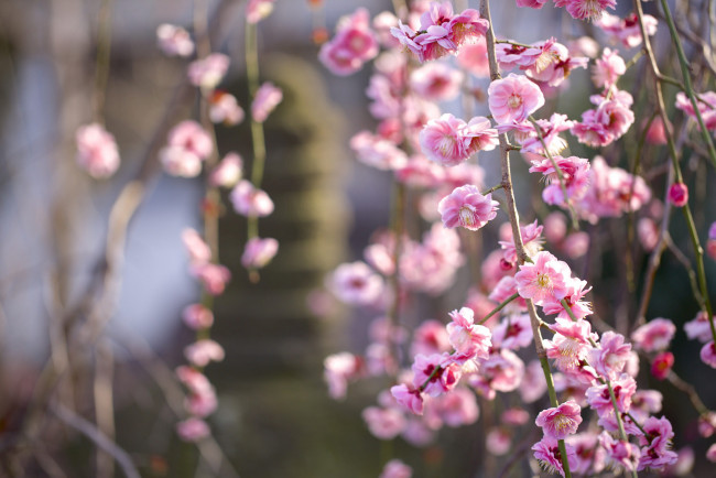 Обои картинки фото цветы, цветущие деревья ,  кустарники, весна