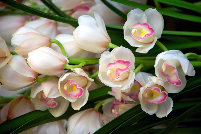 Обои картинки фото цветы, орхидеи, красота