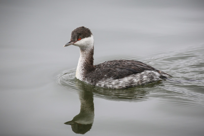 Обои картинки фото животные, Чомги , поганки, птичка, вода
