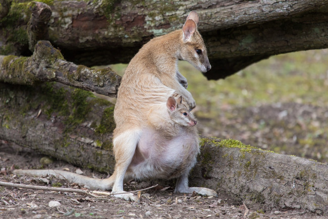 Обои картинки фото животные, кенгуру, детеныш, сумка