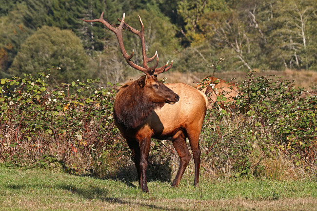Обои картинки фото животные, олени, олень, поляна, лес, рога