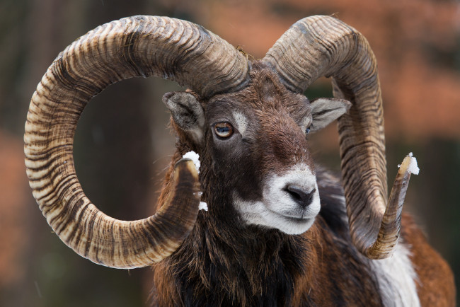 Обои картинки фото животные, овцы,  бараны, рога