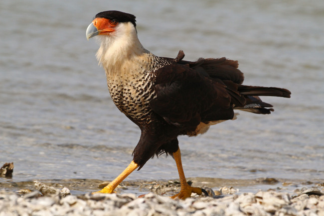 Обои картинки фото животные, птицы - хищники, птица, клюв, оперение