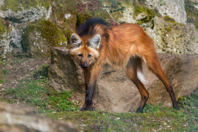 Обои картинки фото животные, волки,  койоты,  шакалы, гривистый, волк, рыжий