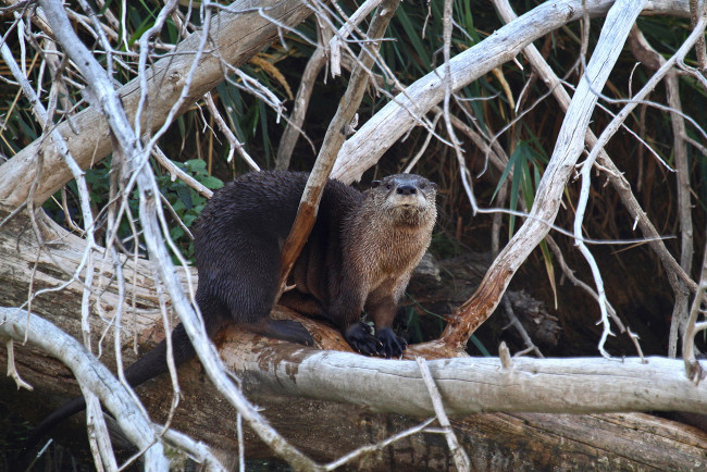 Обои картинки фото животные, выдры,  каланы,  ондатры, заросли, река, выдра